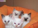 Chatons sacre birmanie disponible - Miniature