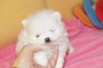 Chiots spitz nain - Miniature