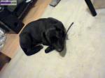 Chiot labradore - Miniature