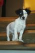 Type jack russell - 2 mois - dispo immédiatement - Miniature