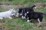 5 chiots husky sibérien - Miniature