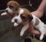 Superbes chiots jack russell terrier - Miniature