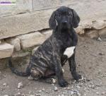 Chiots fila brasileiro lof - Miniature