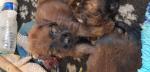 Chiots briard fauve lof - Miniature