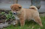 Chiots  shiba inu lof - Miniature