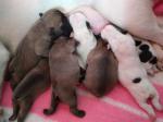 Vends chiots - Miniature