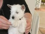  west highland white terrier(westie) femelle  a donner - Miniature