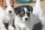 Adorables chiots jack russel no loof à réserver - Miniature