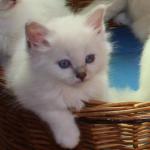 Chatons birmans loof - Miniature