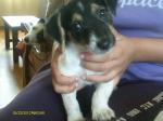 Adorable chiot jack russel - Miniature