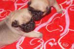 2 adorables chiots carlin disponibles de suite - Miniature