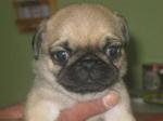 Adorable chiot de type carlin  a adopter male et femelle - Miniature