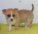 A donner magnifique chiot chihuahua contre bonsoin - Miniature