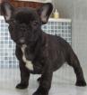 Bouledogue francais lof - Miniature