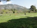 Pension familiale pour chiens - Miniature