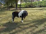 Poney shetland - Miniature