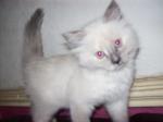 Chaton type sacré birmanie - Miniature