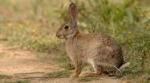 Cherche territoire de chasse petit gibier - Miniature