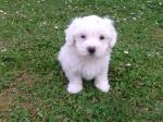 Chiot bichon - Miniature