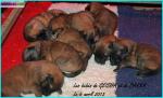 Chiots tervuerens - Miniature