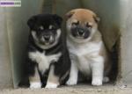 Chiots de type shiba inu non lof - Miniature