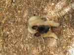 Chiots berger belge tervueren - Miniature