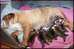 Disponible chiots  bulldog anglais - Miniature