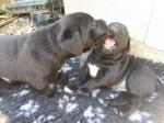 2 adorable chiots de pure race cane corso - Miniature