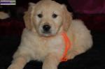 A donner chiot type golden retriever - Miniature