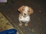 Chiots epagneul breton - Miniature