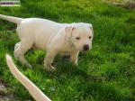 Chiot bouledogue americain - Miniature