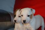 6 superbes chiots jack russell - Miniature