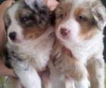 Vends adorables chiots bergers australiens - Miniature