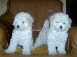 Chiots de type caniche toys non lof - Miniature