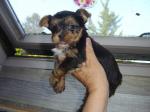 Chiot  yorkshire - Miniature