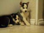 Husky de siberie  lof - Miniature