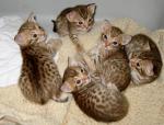  a vendre 6 magnifiques chatons bengal loof - Miniature