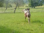 Poulain appaloosa - Miniature