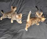 Trois magnifiques chatons d'apparence bengal - Miniature