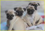 Chiots carlin a la recherche d'une famille - Miniature