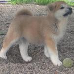 Chiot akita inu lof - Miniature