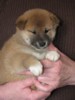 Magnifiques chiots type shiba inu non lof - Miniature