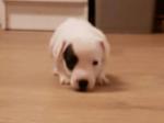 Chiots jack russel - Miniature