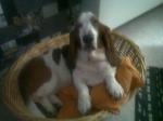 Basset-hound - Miniature