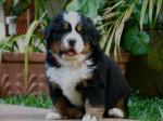 Chiot type bouvier bernois  - Miniature