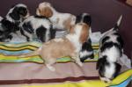 Chiots de race cavalier king charles lof - Miniature