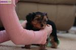 Adorable chiots yorkie - Miniature