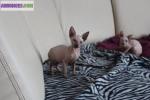 Magnifique chatons sphynx a donner - Miniature