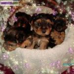 Chiots yorkshire terrier - Miniature