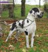 Saillie dogue allemand lof : etalons dogues allemand... - Miniature